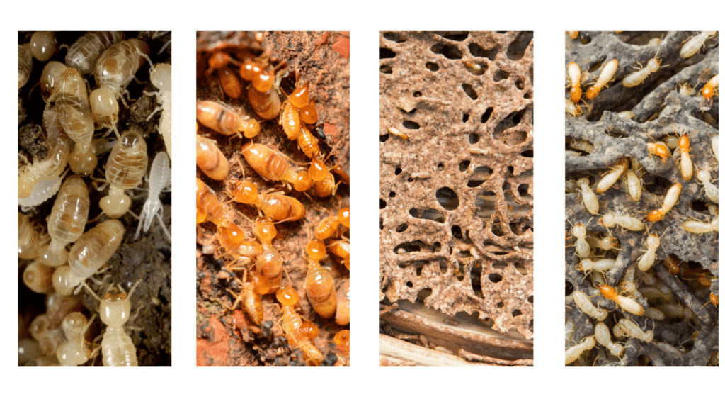Tunnels de termites détectés lors d'un diagnostic