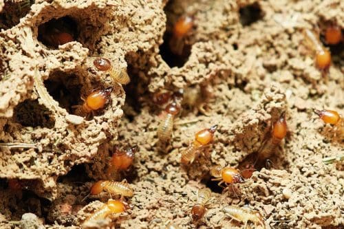 Diagnostic termites en Essonne
