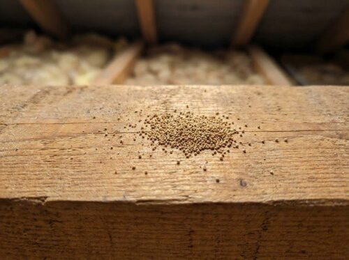 Sciure révélant la présence de termites